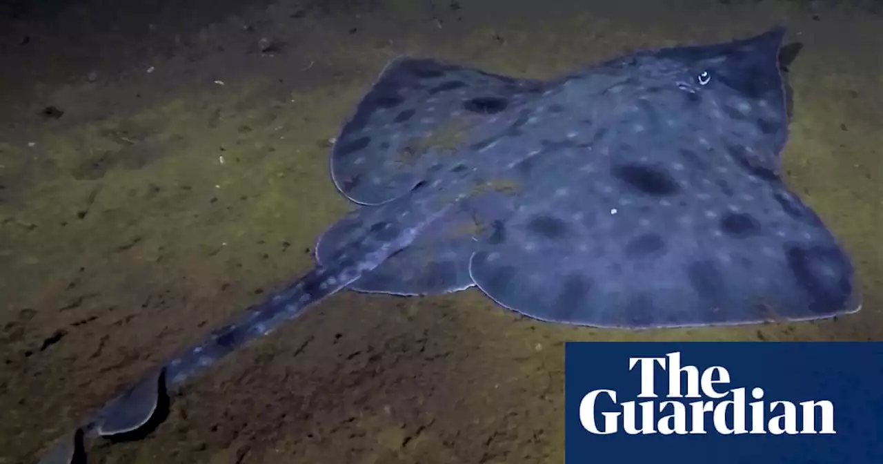 Scientists warn Maugean skate, Tasmania’s ‘thylacine of the sea’, one extreme weather event from extinction