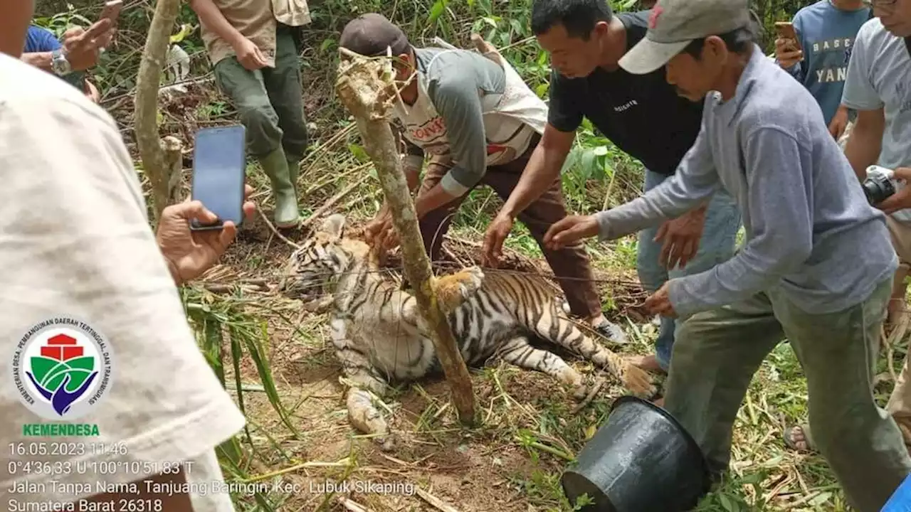 Harimau Sumatera Mati Terjerat di Pasaman