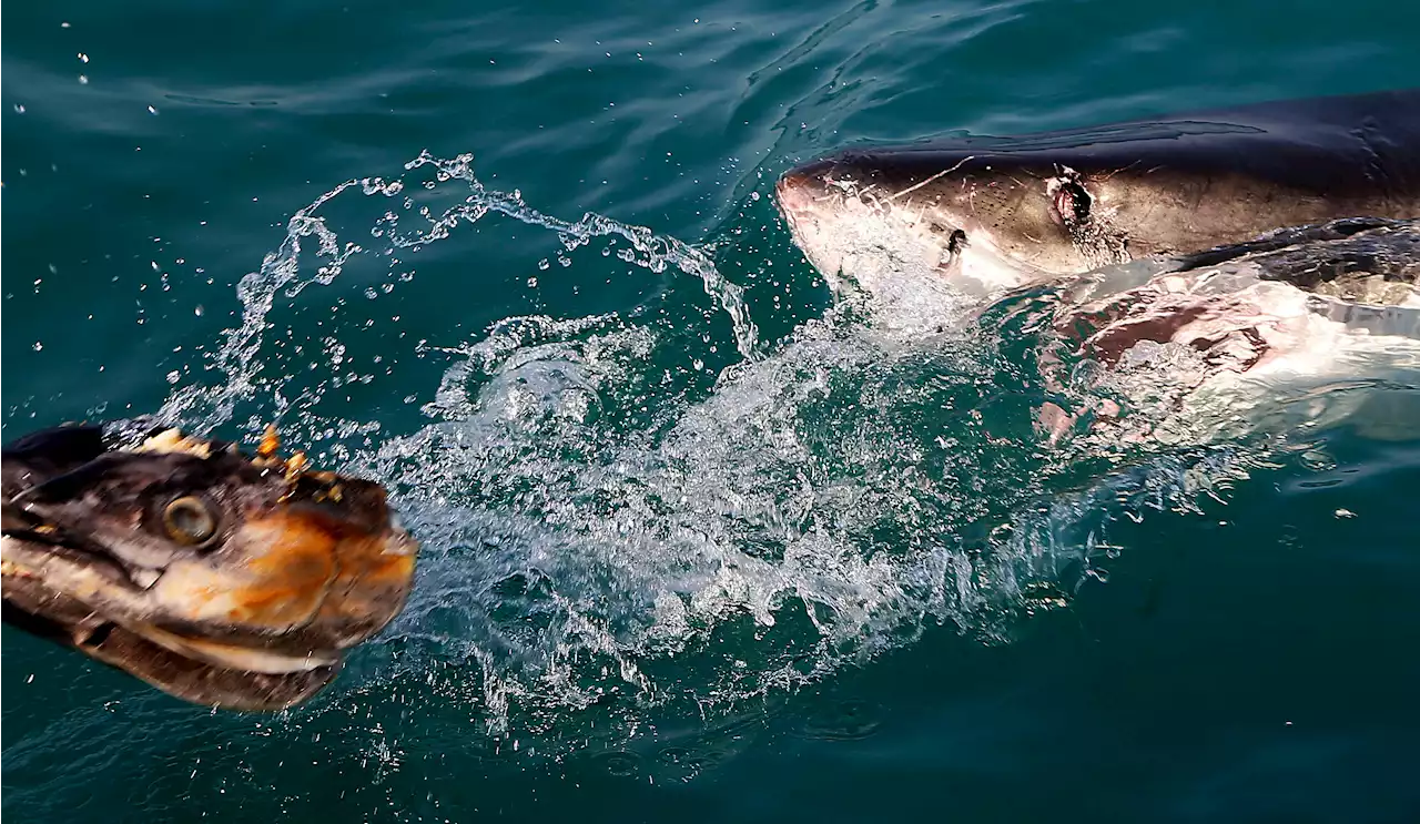 Florida Teen Survives After Getting Bitten By Shark And Punching It In The Face