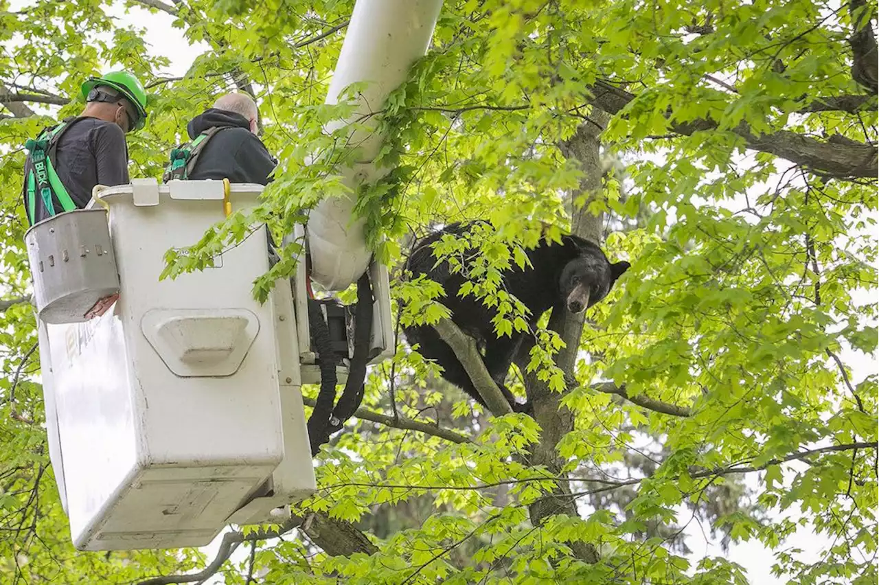 Bear Stuck In A Tree Keeps Traverse City, Michigan, In Suspense On Mother's Day