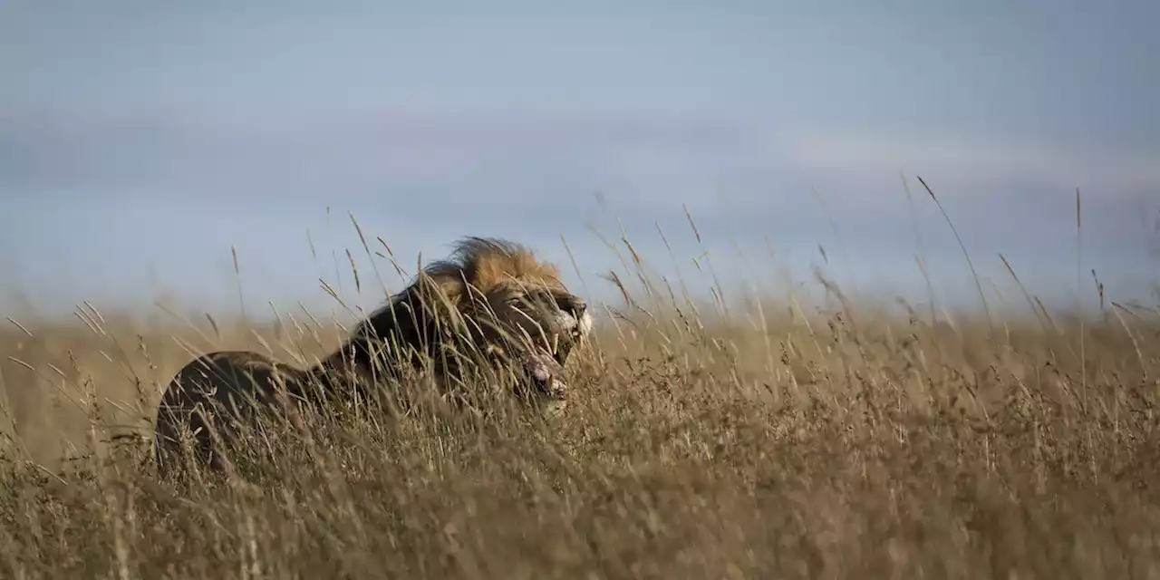 In Kenya è un pessimo momento per la convivenza tra leoni e pastori - Il Post