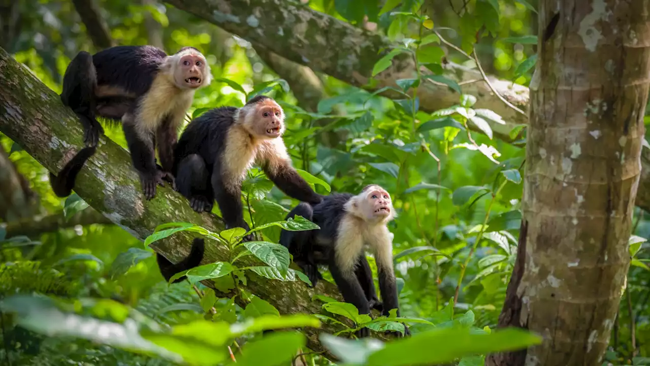 Scientists study germline mutation in vertebrates to understand how fast species evolve