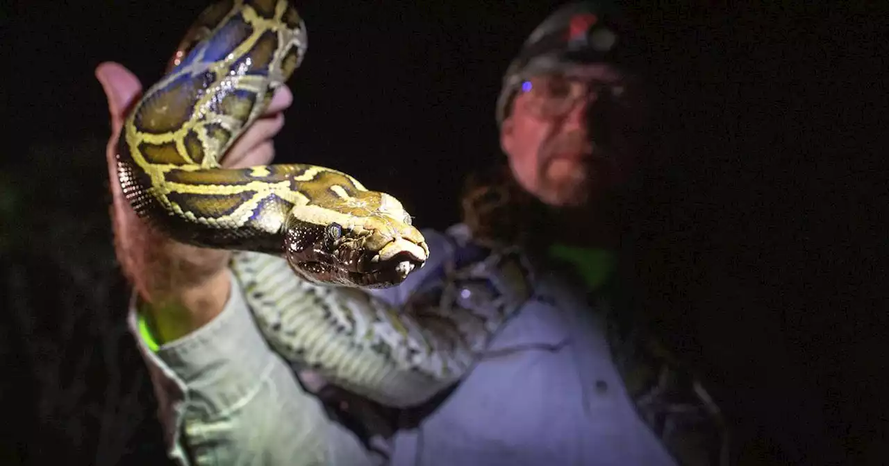 Could handbags be the haute couture solution to Florida’s python problem?