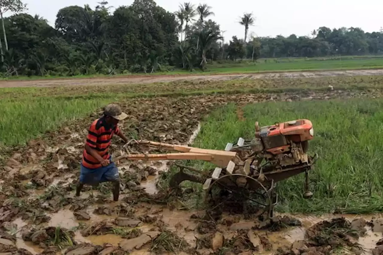 El Nino Datang, Pengamat Pertanian Universitas Brawijaya Ingatkan Dampak Terhadap Pertanian - Jawa Pos