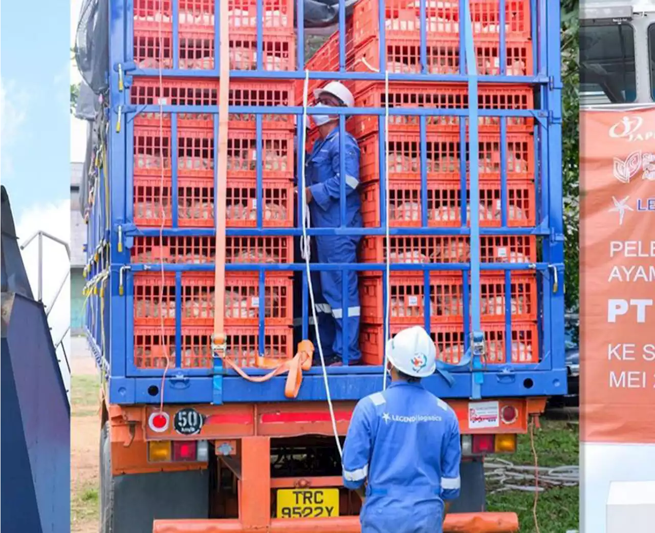 Ekspor Perdana 23 Ribu Ayam Hidup ke Singapura Sukses, Bea Cukai Apresiasi Semua Pihak