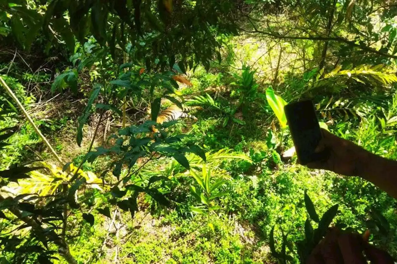 Harimau Sumatra Terjerat di Kebun Warga