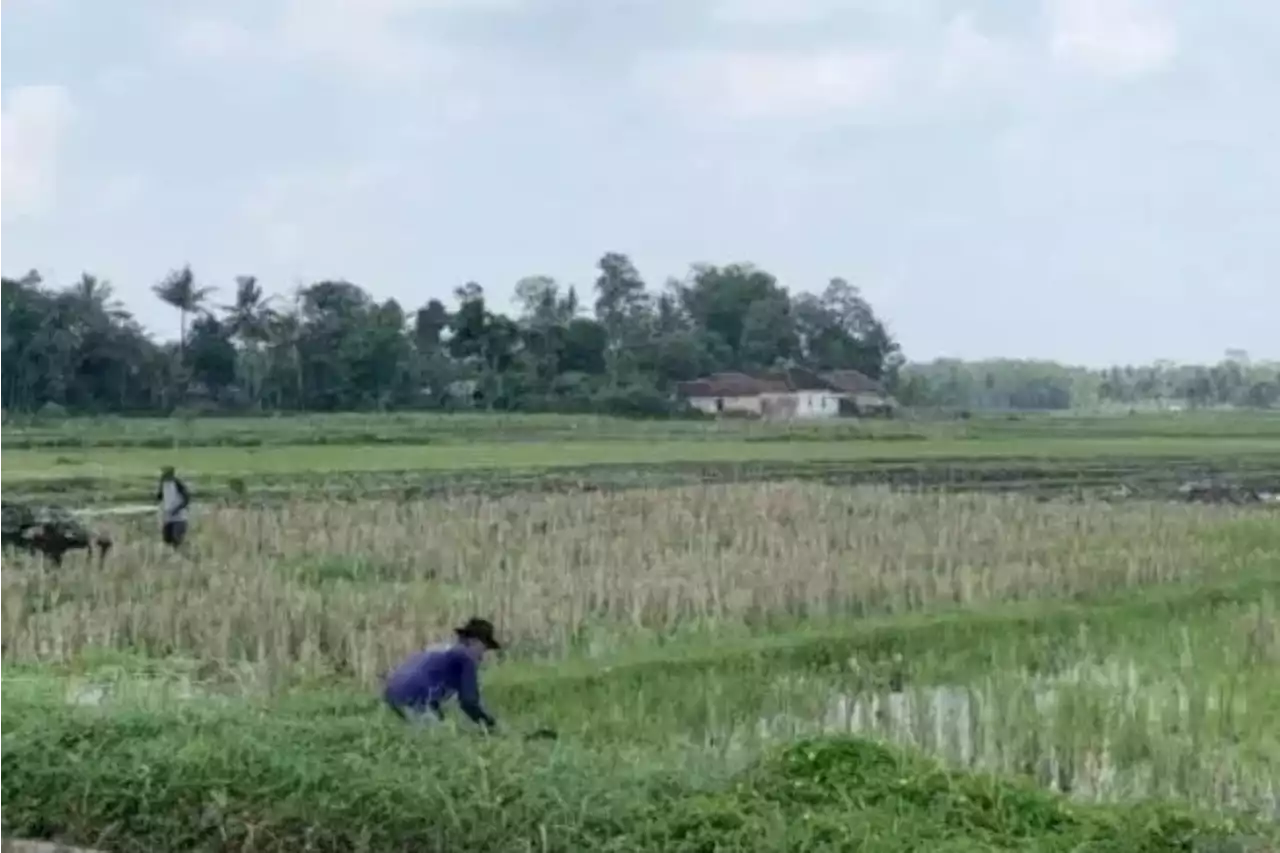 Kementan Siapkan Program Antisipasi El Nino, Pengamat Pertanian Bilang Begini