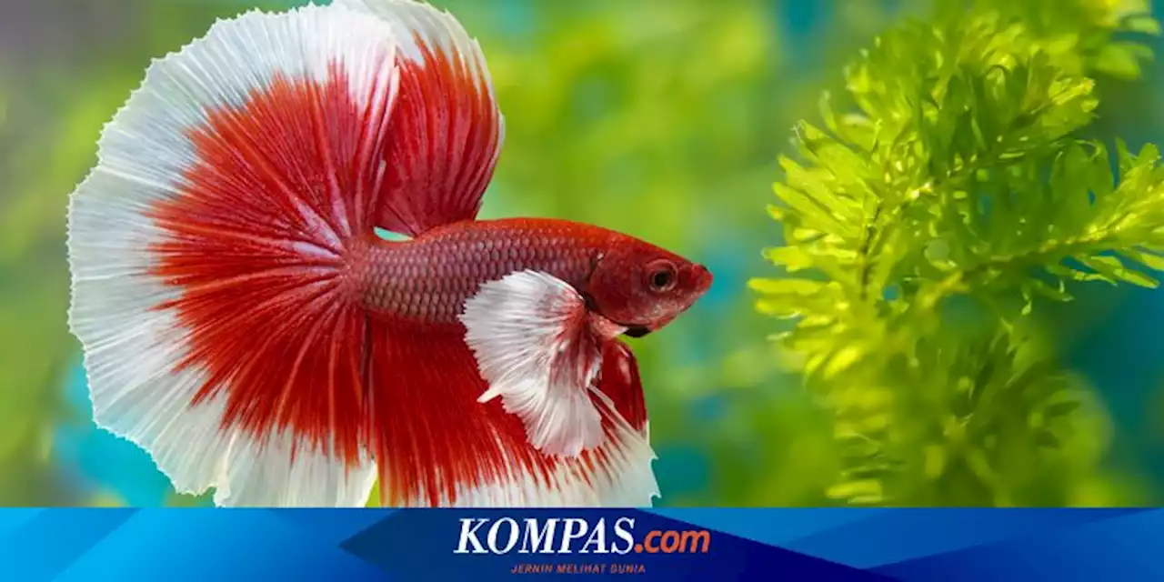 6 Penyebab Ikan Cupang Tidak Makan, dari Kualitas Air dan Persaingan