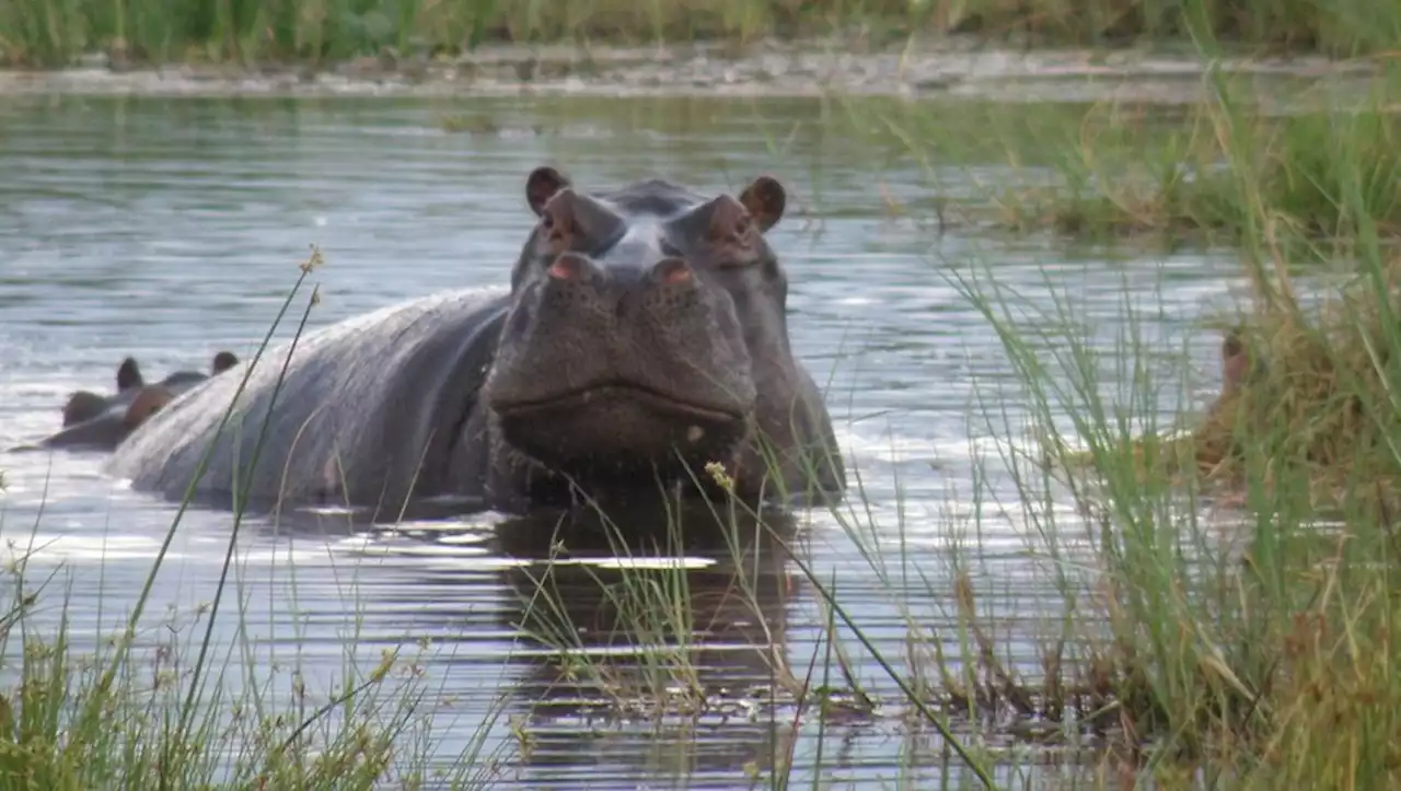 La collision entre un bateau et un hippopotame fait un mort et 23 disparus au Malawi