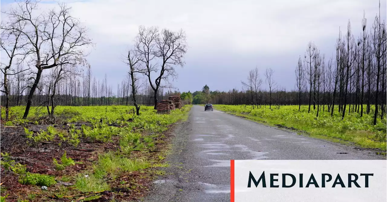 Un an après les mégafeux dans les Landes, on prend les mêmes arbres et on recommence