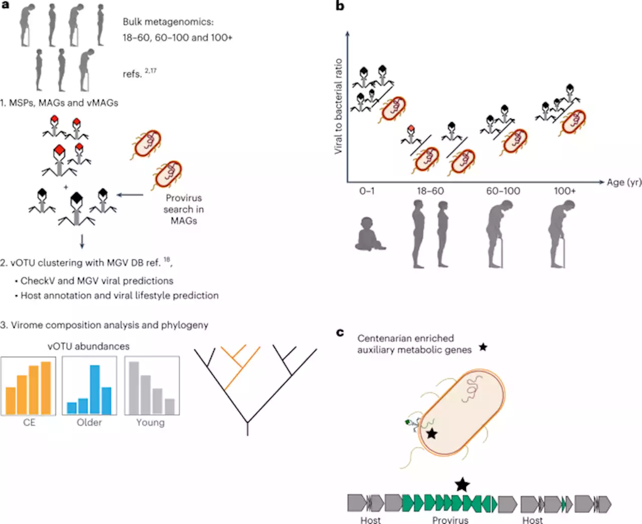 Centenarians have a diverse gut virome with the potential to modulate metabolism and promote healthy lifespan - Nature Microbiology