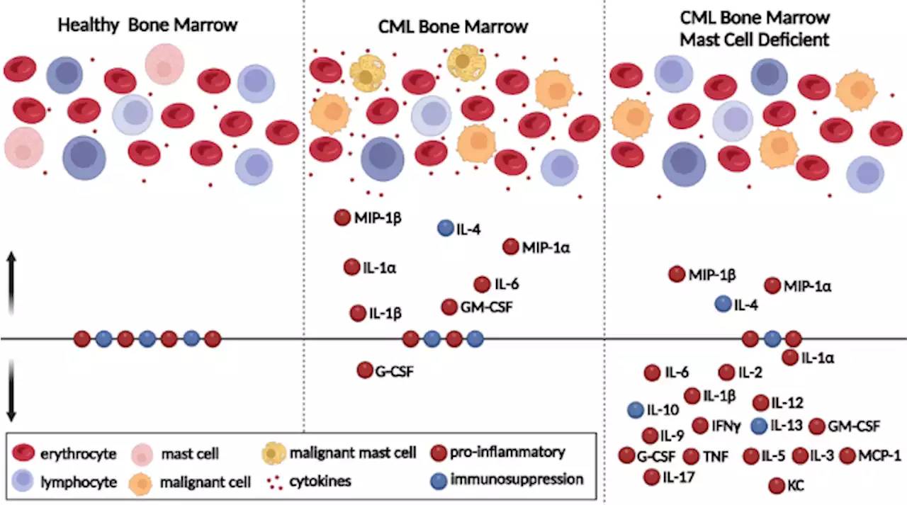 Mast cell deficiency prevents BCR::ABL1 induced splenomegaly and cytokine elevation in a CML mouse model - Leukemia