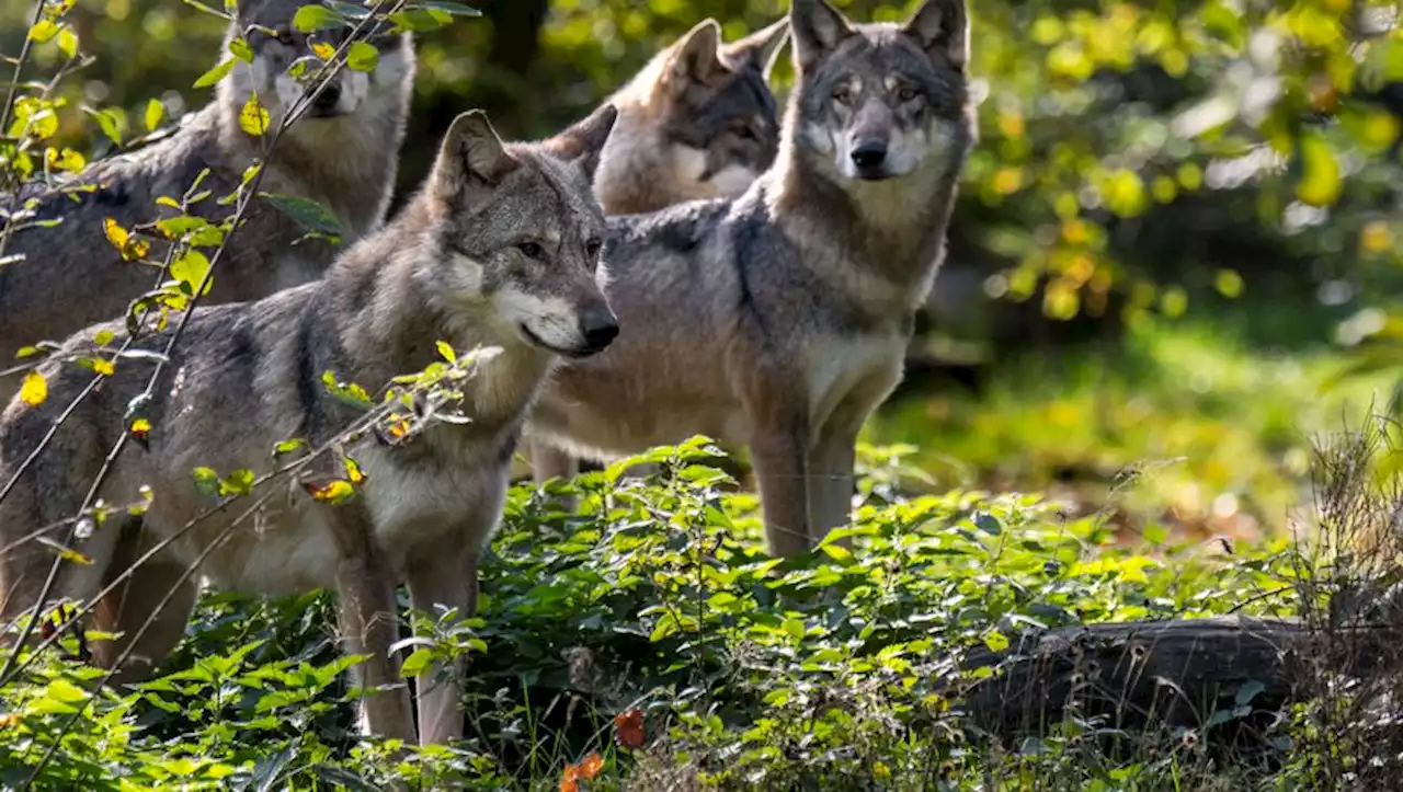 Deux fois plus de loups abattus depuis début 2023 : 'l'hécatombe silencieuse', dénonce l'association Ferus