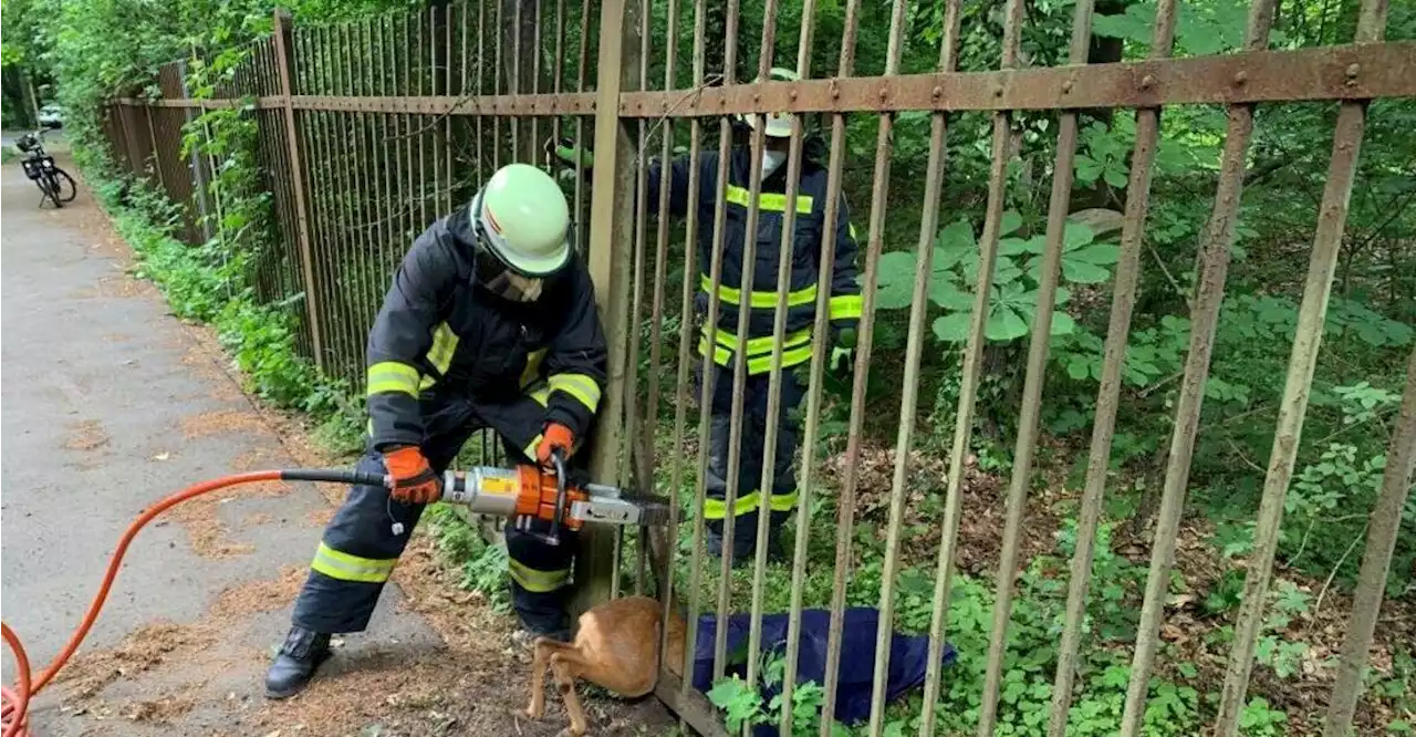 Regensburger Feuerwehr rettet Reh aus einem Gartenzaun