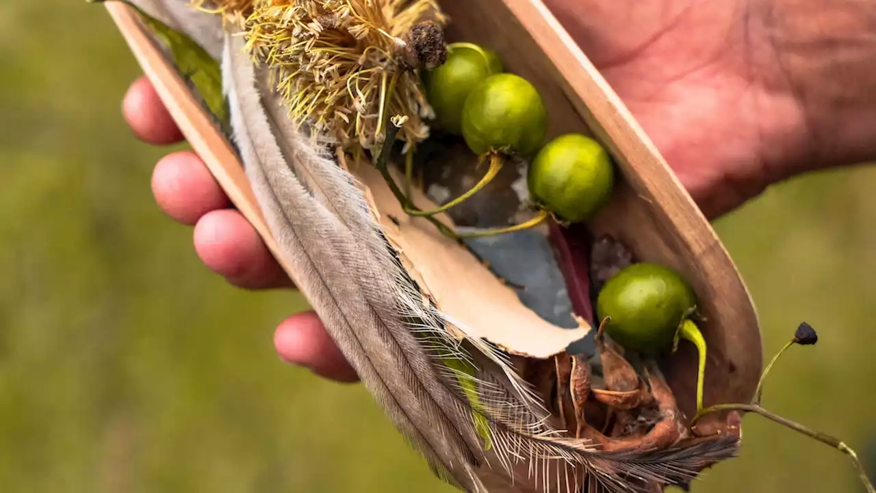 From saltbush to samphire: tasting the indigenous ingredients of Australia's volcanic south