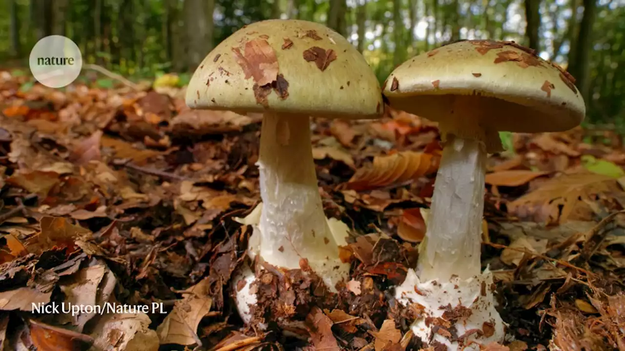 Deadly mushroom poison might now have an antidote — with help from CRISPR