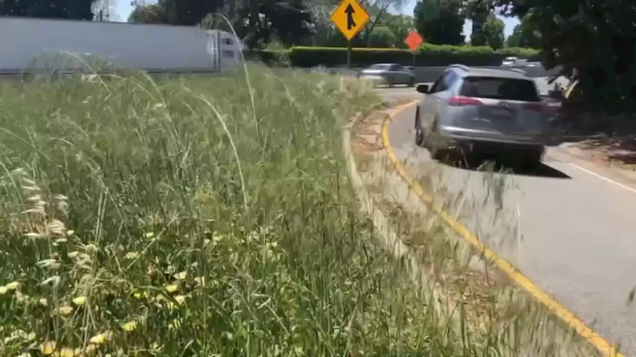 Tall Weeds Blocking View for Some Bay Area Drivers