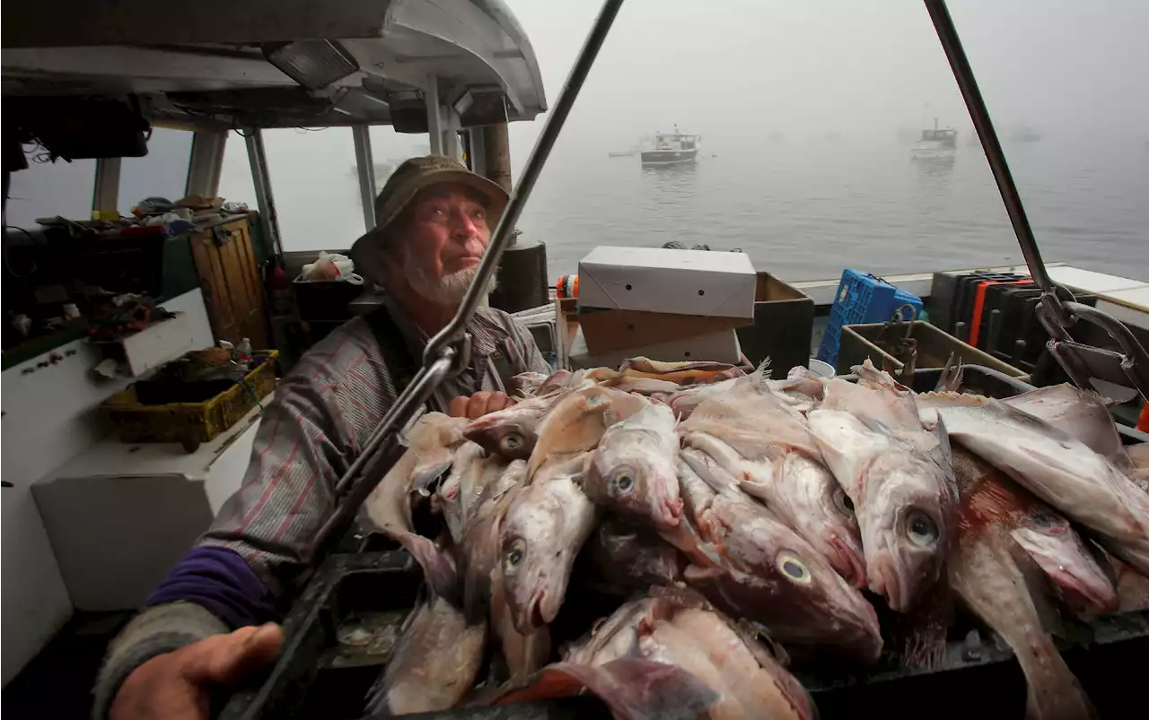 Haddock, a Staple Atlantic Fish, Is in Decline Off New England, Regulators Say