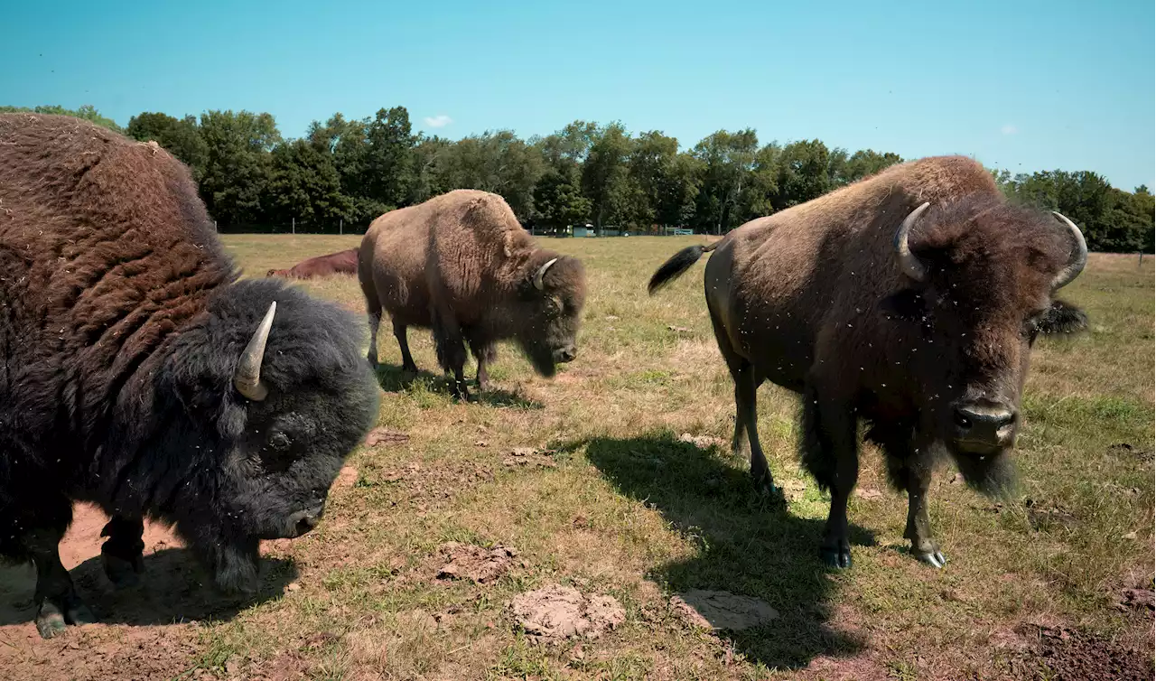 ‘Large, Fast, and Unpredictable': 5 Bison Running Free in Northern Maine Town