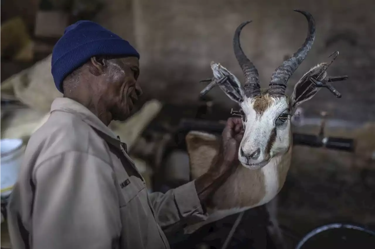 WATCH | South African taxidermists fret at UK hunting trophy ban | News24