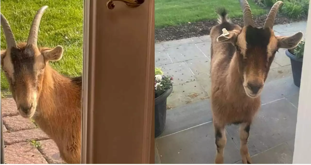 ‘Peeping goat’ caught, sent to a farm, N.J. cops say