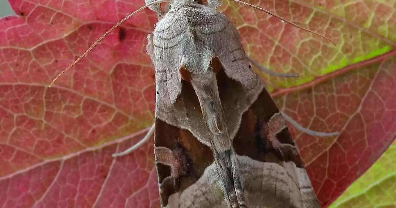 Mrs Hinch fans share simple 70p tip to rid home of moths