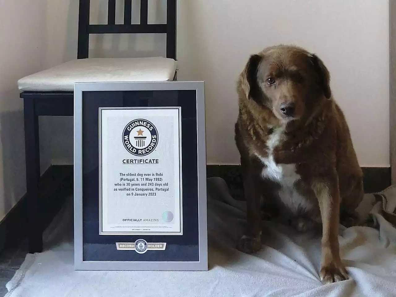 World's oldest dog celebrates 31st birthday, according to Guinness World Records