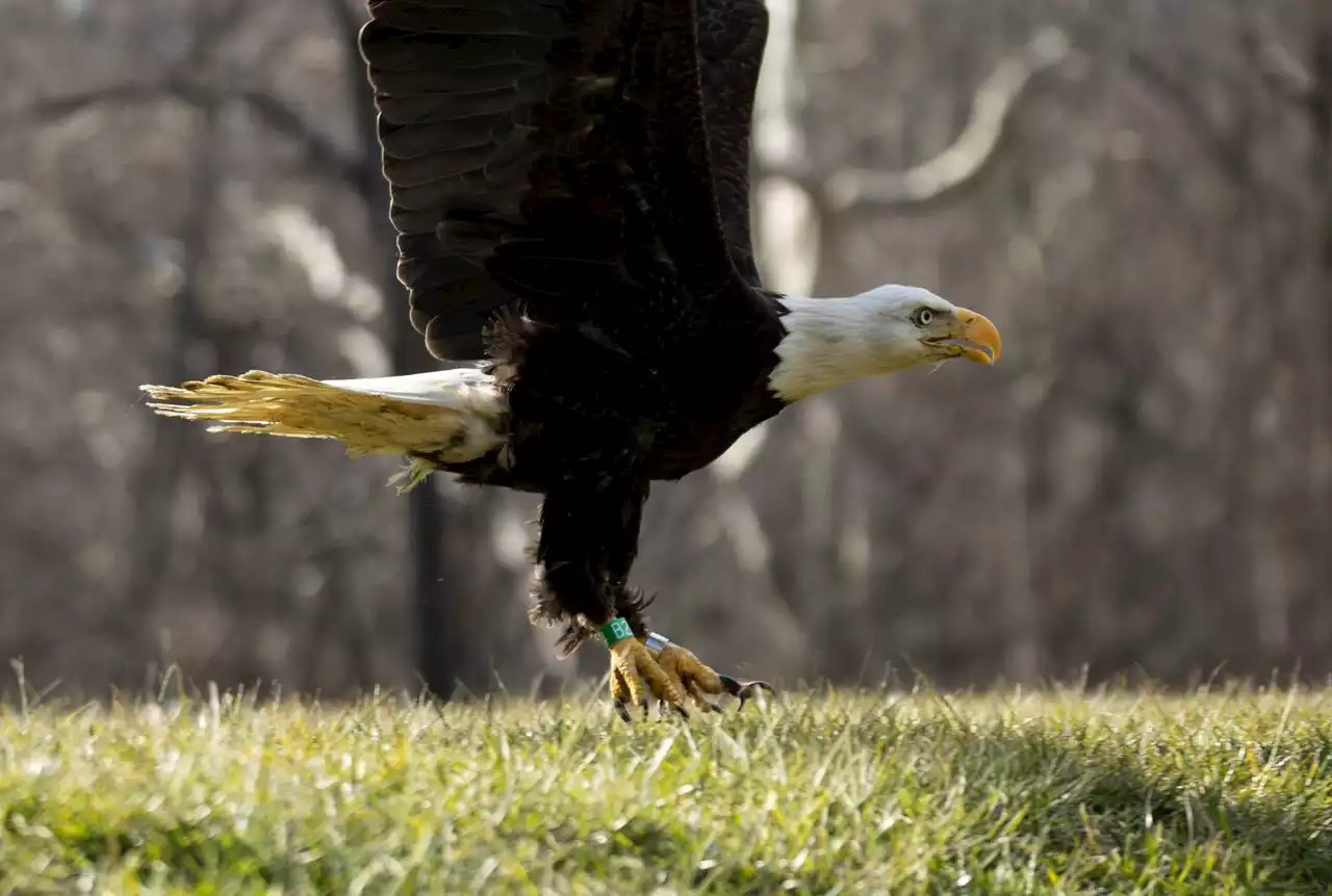 Bald eagle found shot to death in Pa.: reports