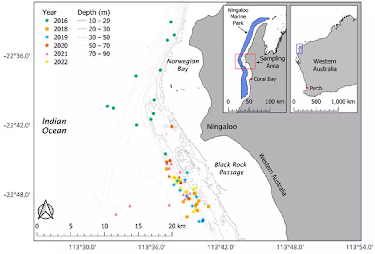 Parasitic Copepods as Biochemical Tracers of Foraging Patterns and Dietary Shifts in Whale Sharks (Rhincodon typus Smith, 1828)