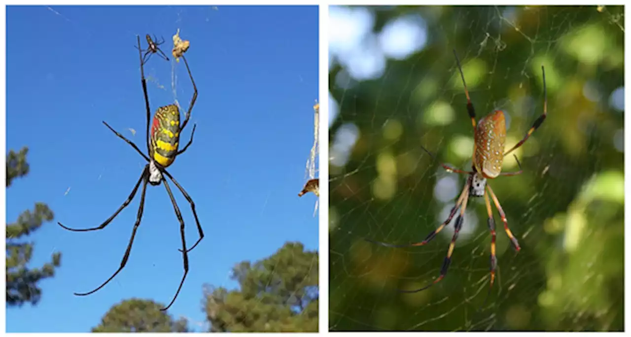 Startle Responses of Jor&#333; Spiders (Trichonephila clavata) to Artificial Disturbance