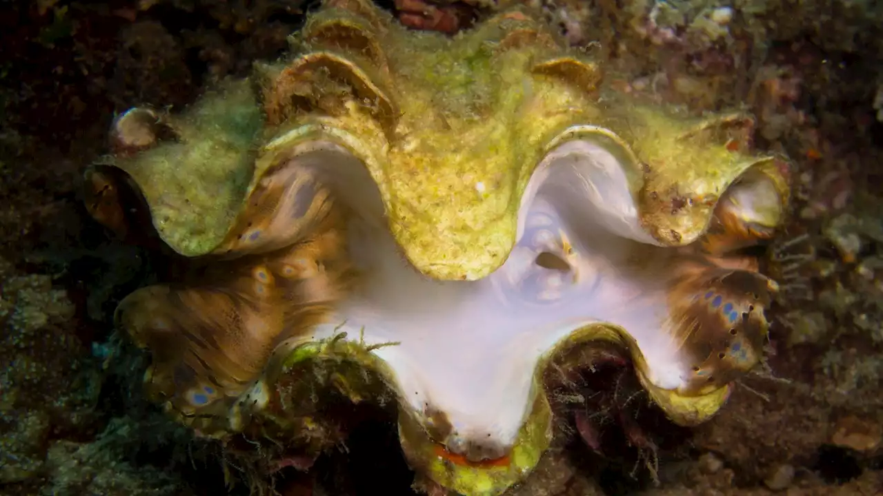 Stressed clams turn ghostly white in warming waters