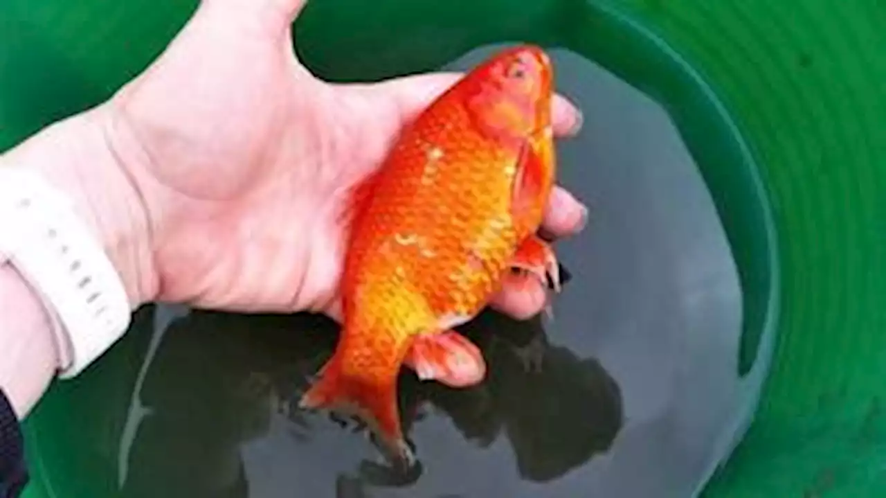 Peixinho dourado é encontrado com vida na lama após enchente destrutiva