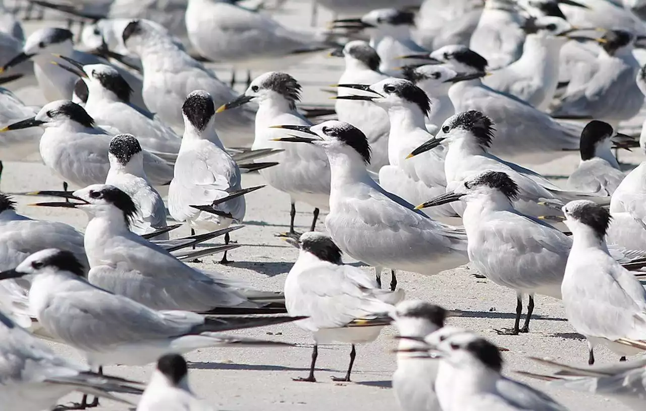 Brazil confirms first ever avian flu cases in wild birds