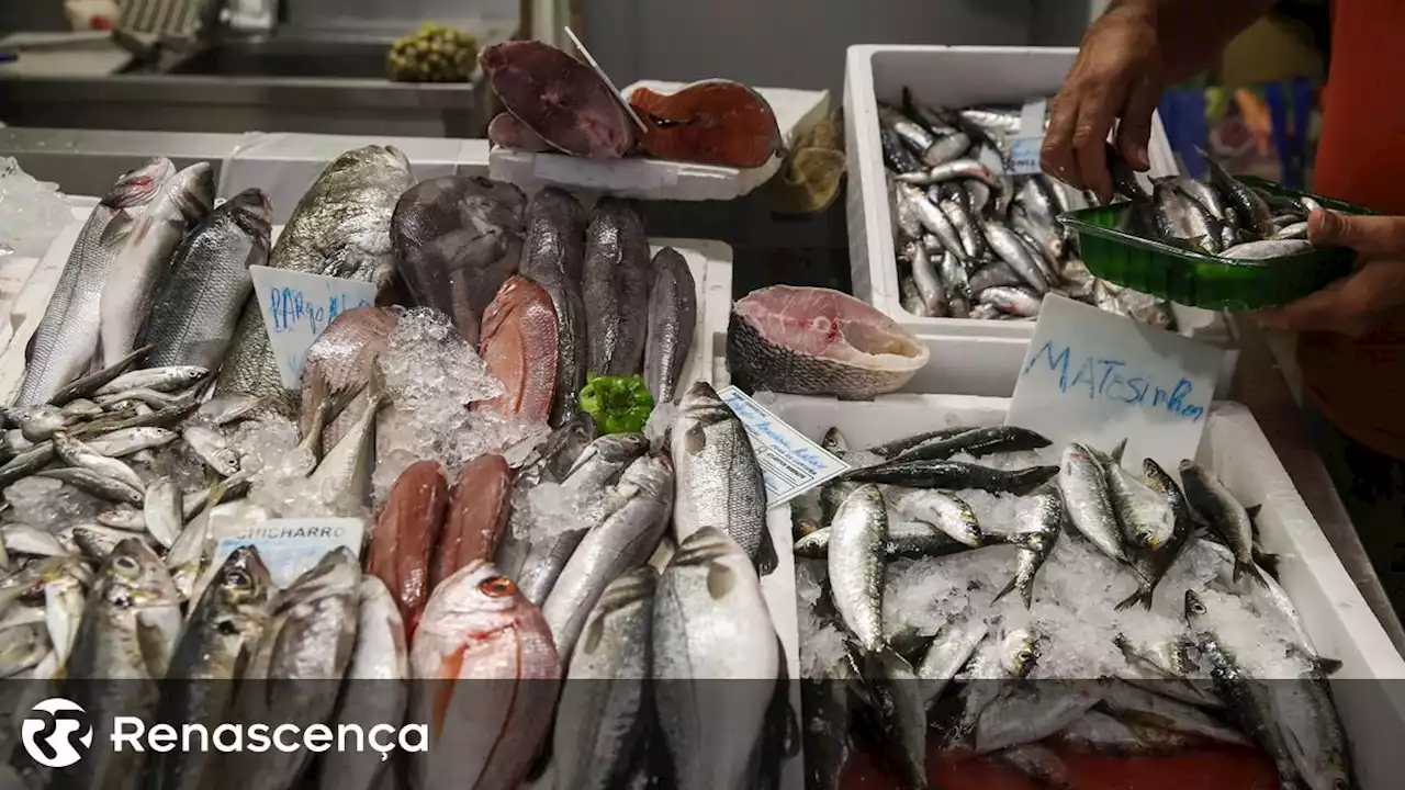 Grávidas devem evitar consumo de peixe com mercúrio, conclui estudo - Renascença