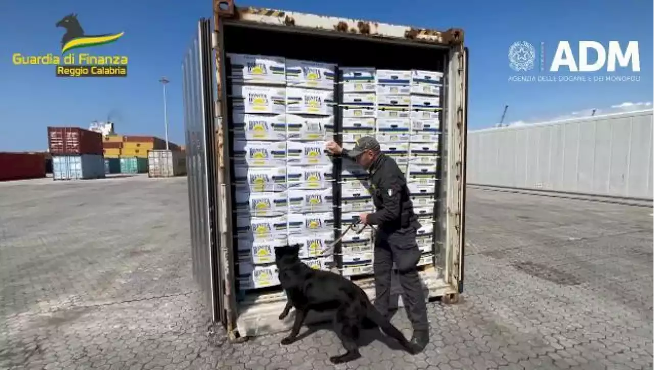 Gioia Tauro, sequestro record di tre tonnellate di cocaina grazie al cane antidroga Joel