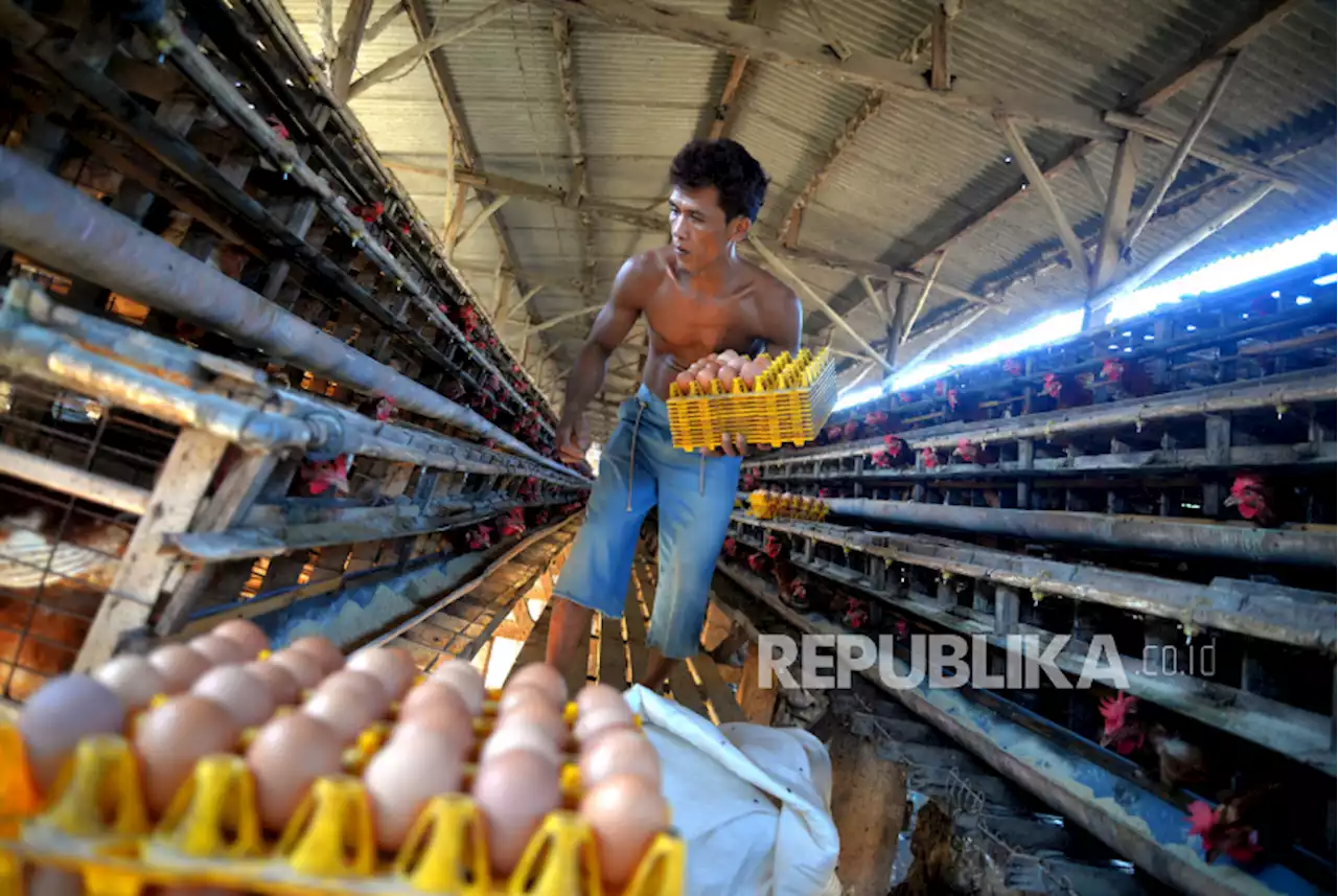 Peternak Ayam Petelur Mengeluhkan Kenaikan Harga Pakan Ayam |Republika Online