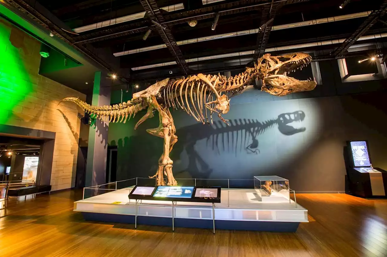 T. Rex roars into the Witte Museum this month in new exhibition 'Tyrannosaurs: Meet the Family'