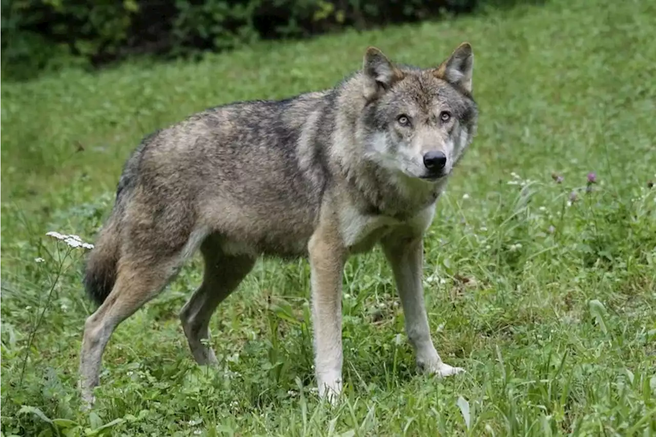 Wolf von Zug erfasst und getötet - Schweizer Bauer