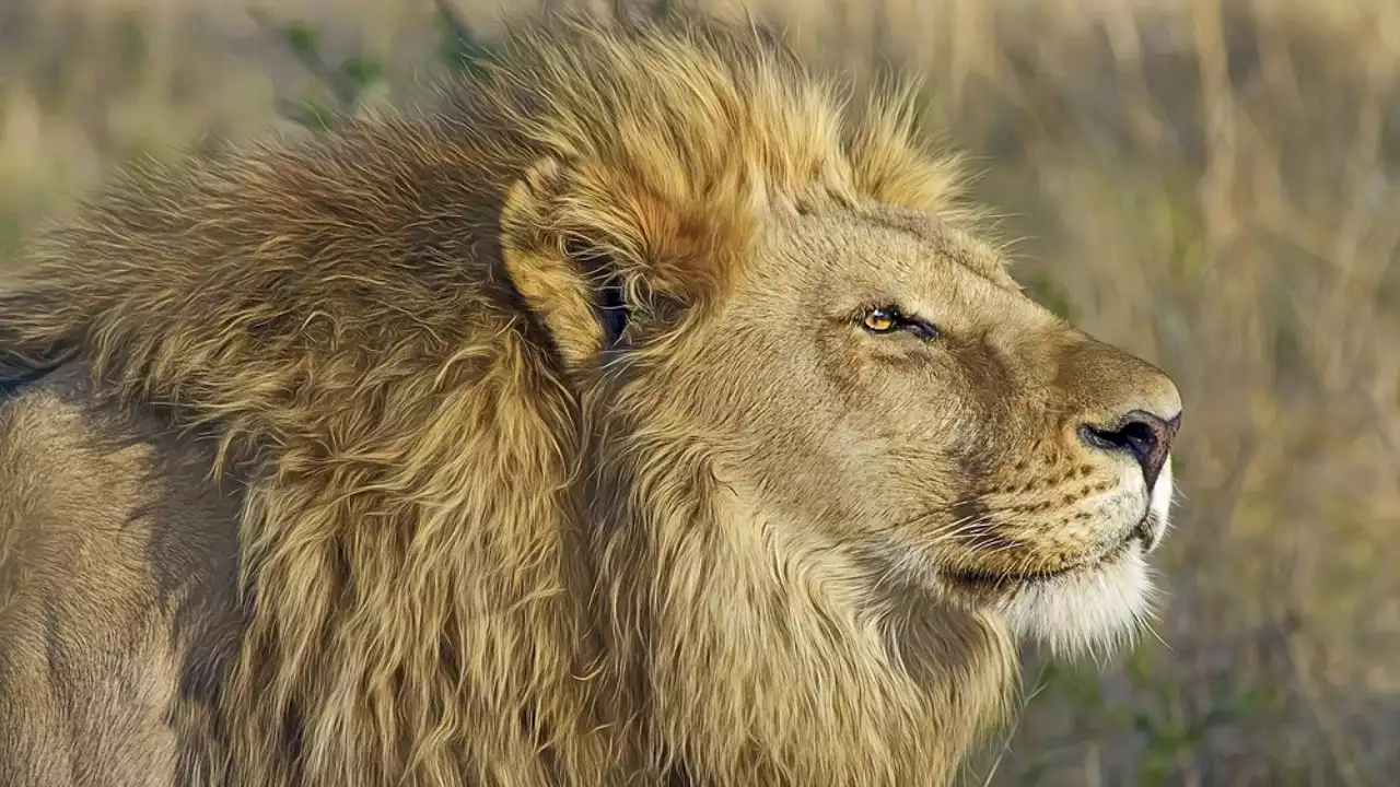 Matan a Loonkito, el león en libertad más viejo de África