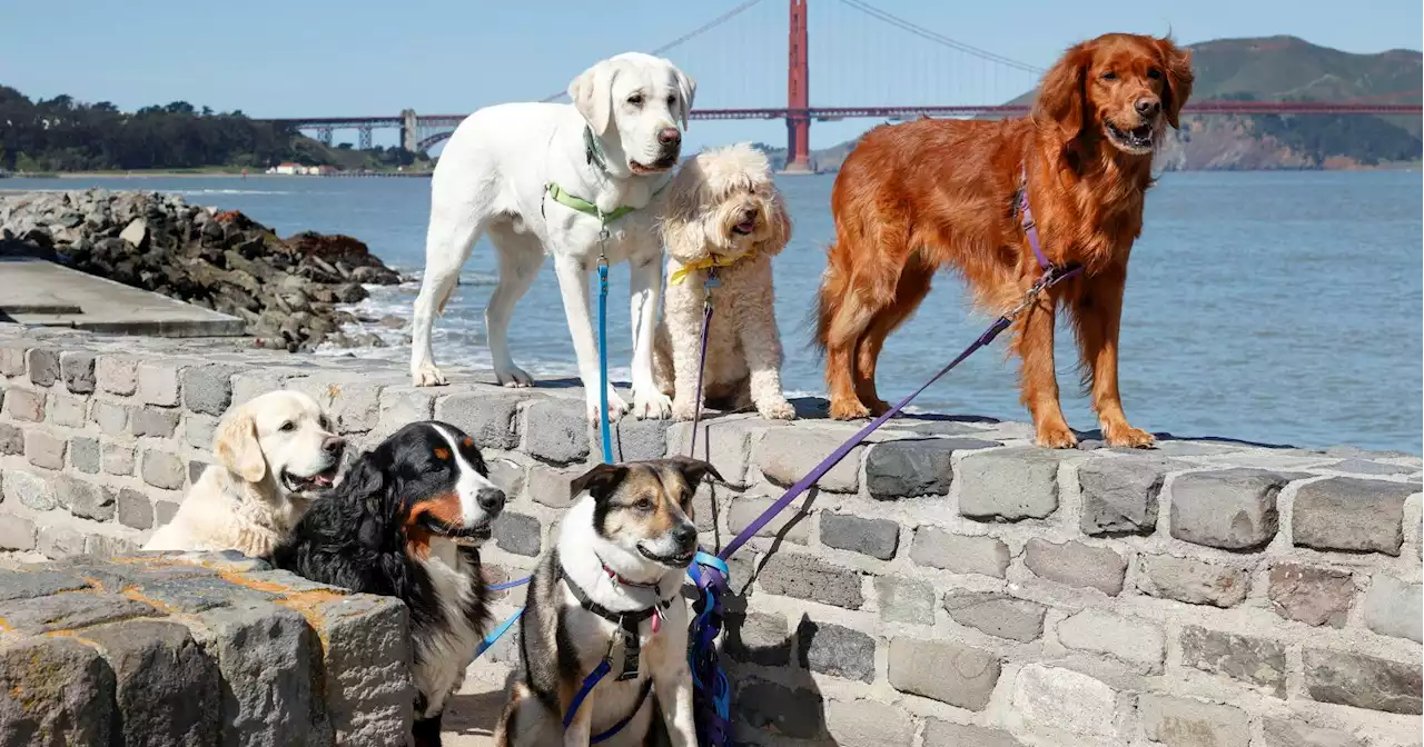 New scam targets owners of lost pets in San Francisco