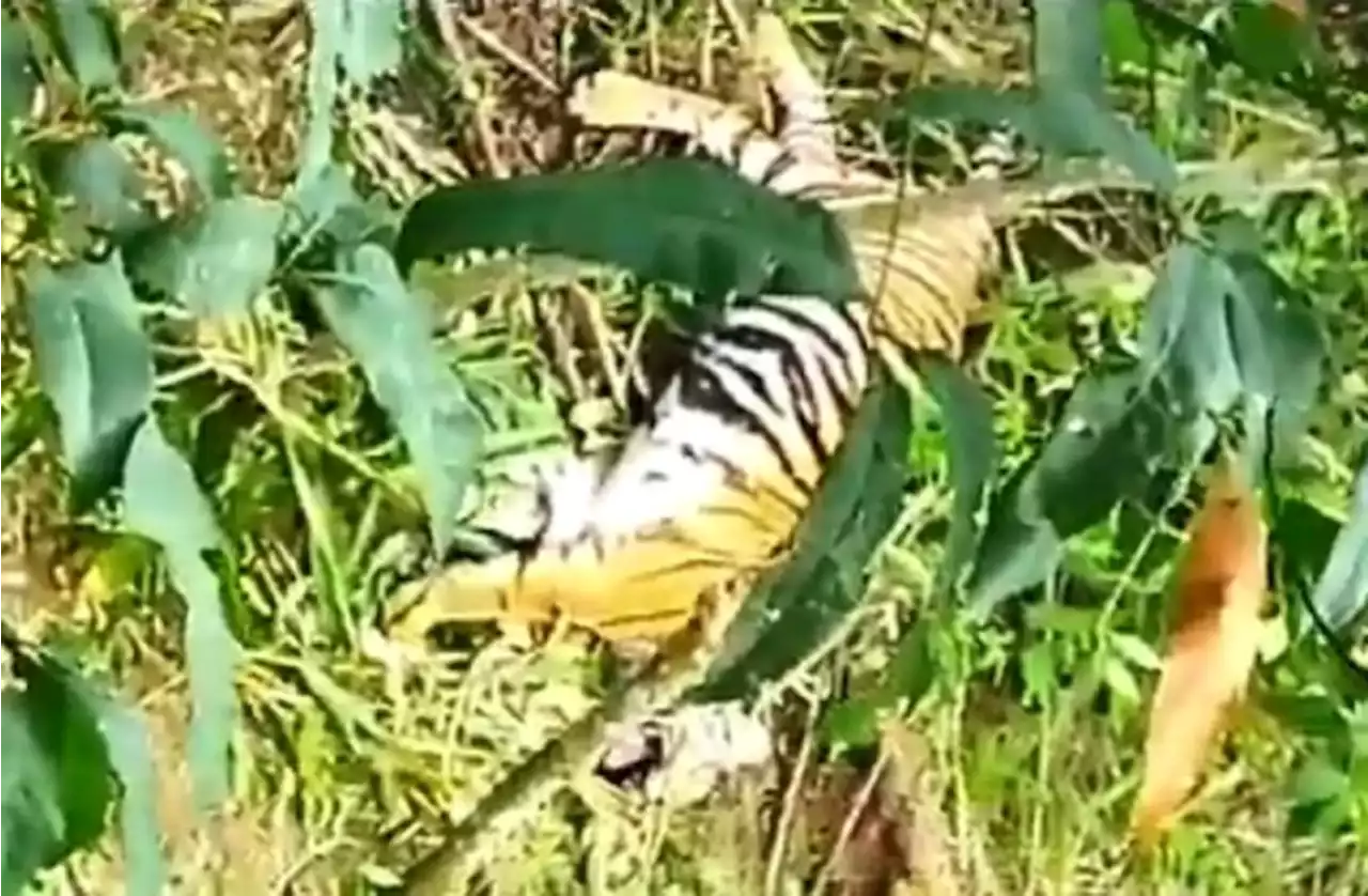 Memilukan! Harimau Sumatera Sekarat Terjerat Perangkap Babi di Pasaman