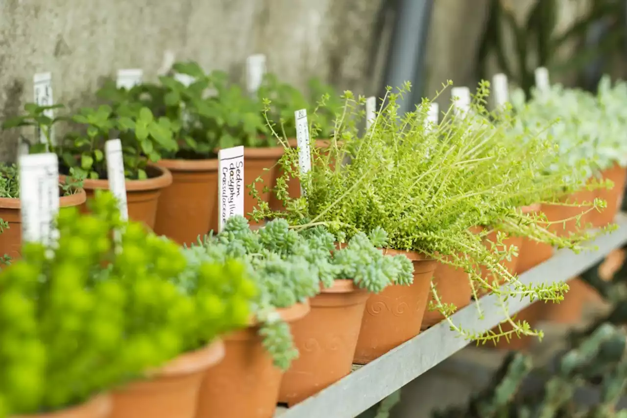 Jumpstart your garden at Horticultural Society plant sale