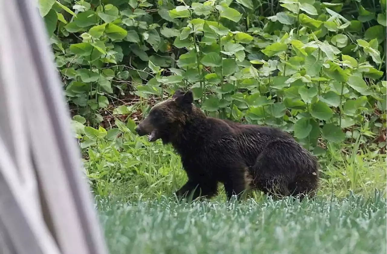 Bear suspected to have attacked angler in Hokkaido; human head found on banks of lake