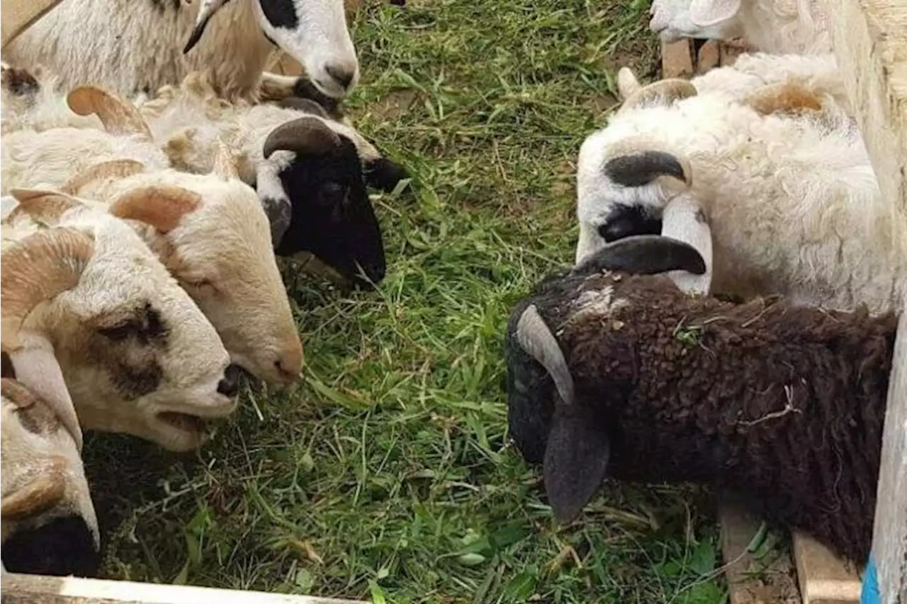 Korban registration opens on Wednesday; sheep will cost $360 to $380 each