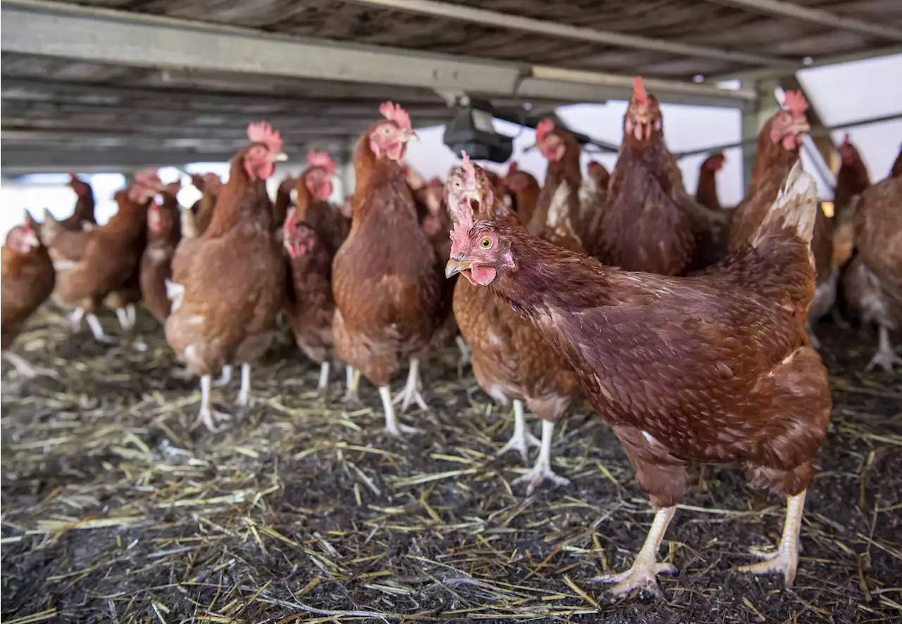 Bird flu alert as two cases detected in poultry workers in England