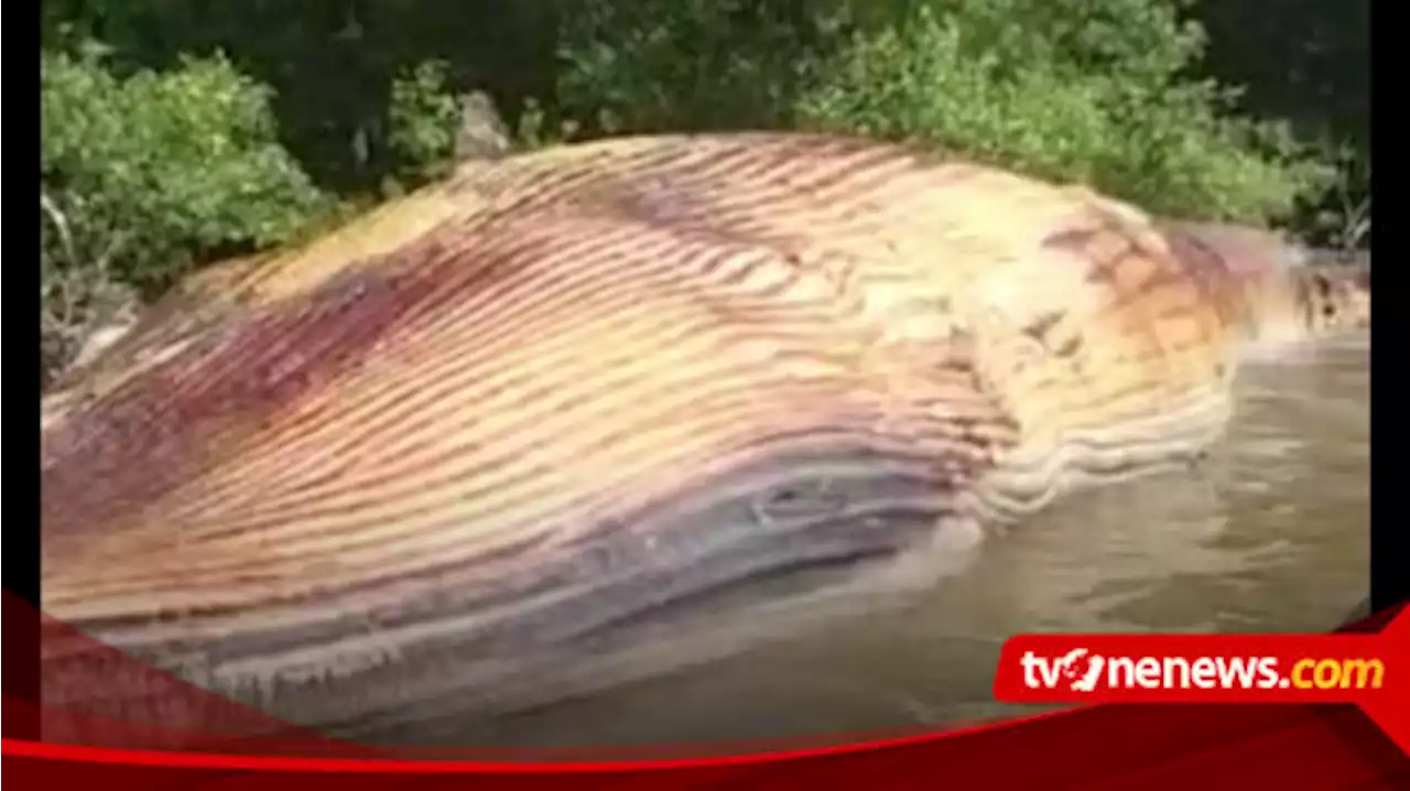 Ikan Paus Terdampar di Pantai Kejawan Putih Tambak, Surabaya, Begini Kondisinya