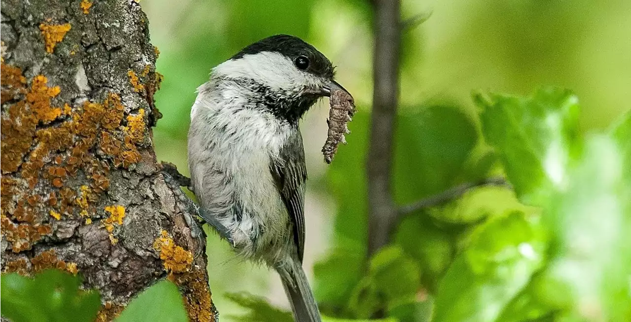 Pestizidbelastung - Landwirtschaft ist existenzgefährdend für die Vogelwelt