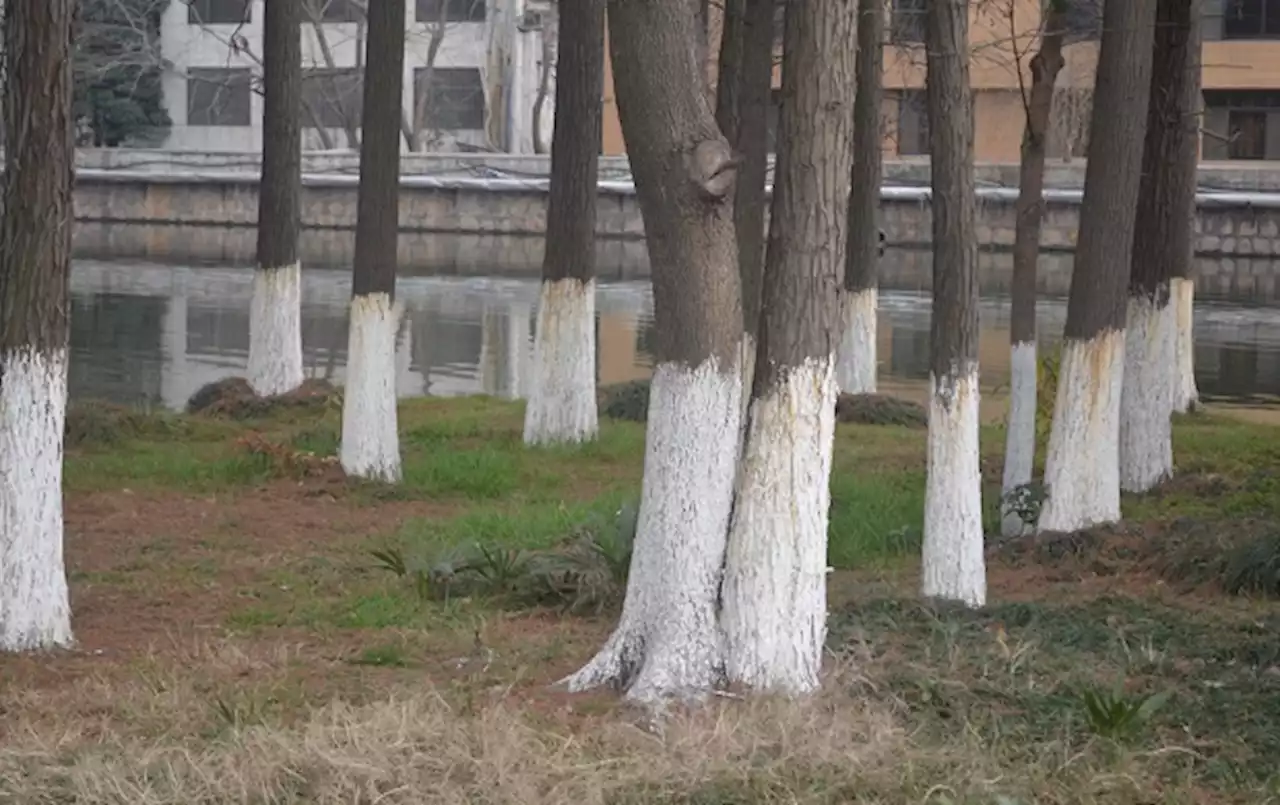 ¿Por qué en algunos lugares se pintan los troncos de los árboles de blanco?