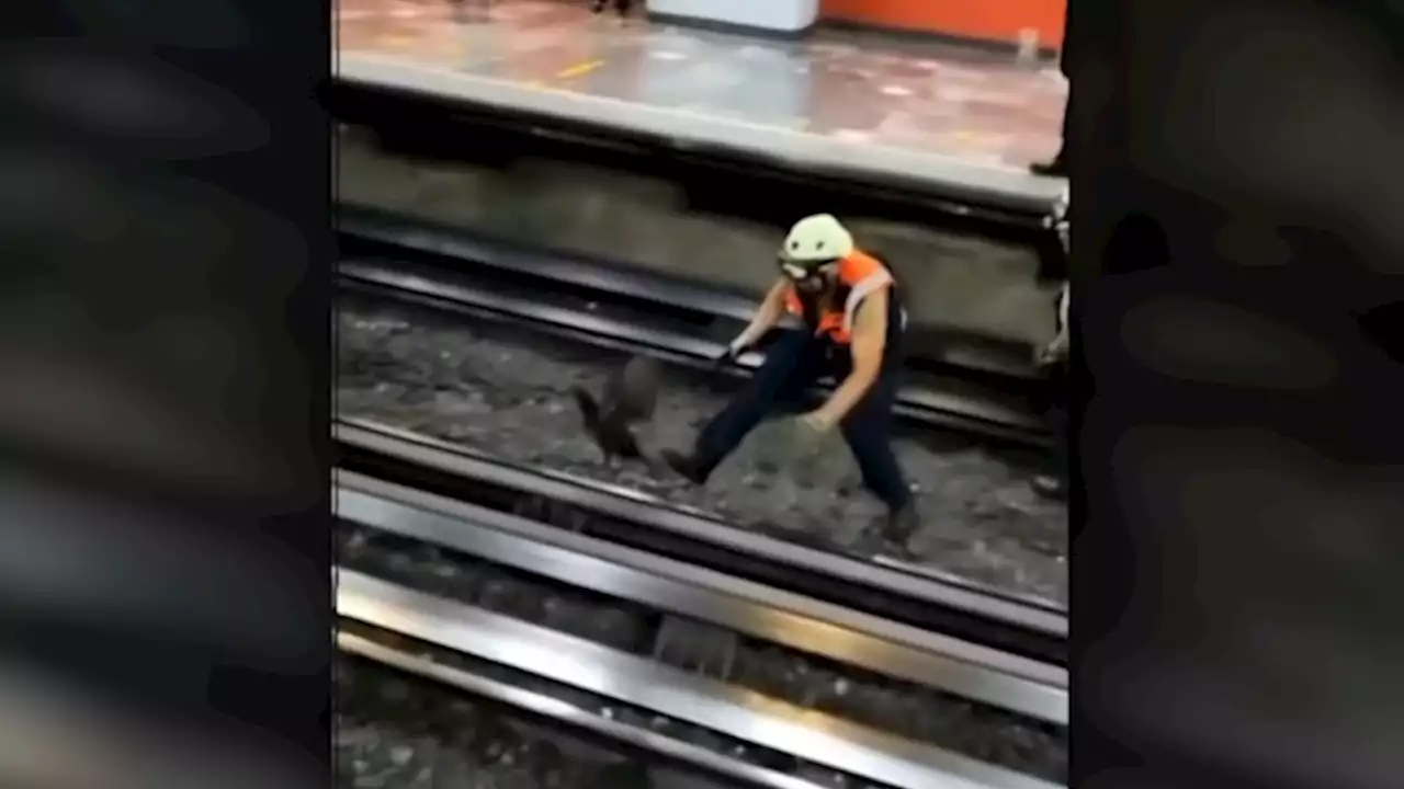 Chicken on the loose shuts down Mexico City subway line