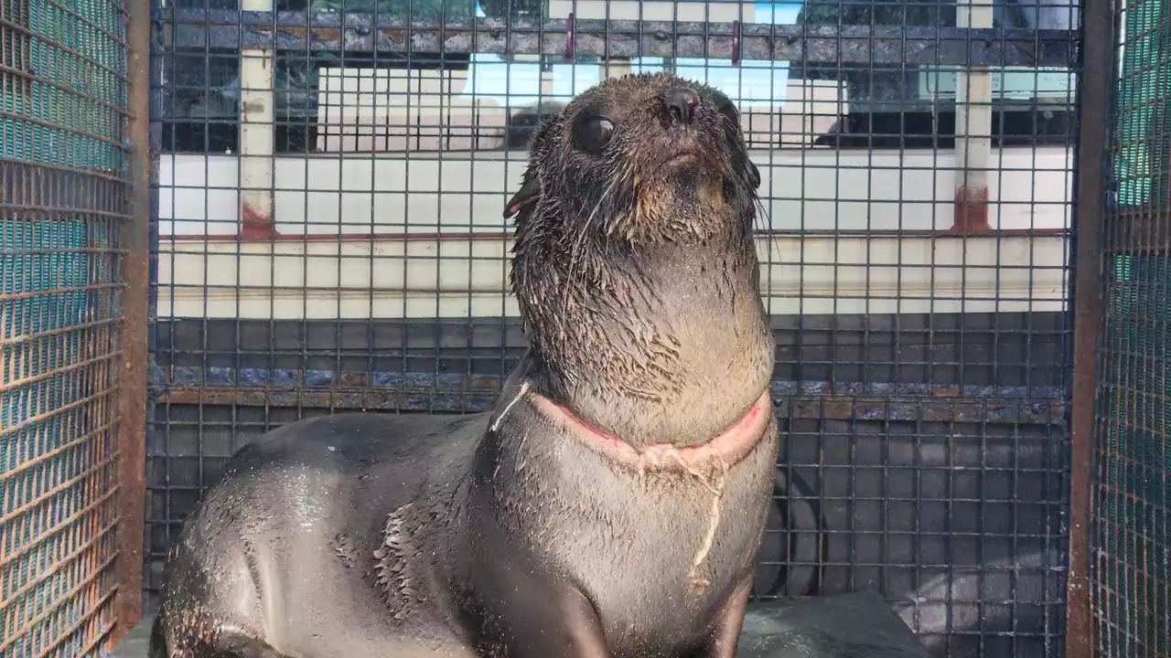 Rescatan a un lobo marino con una herida infectada en el cuello provocada por una brida de plástico